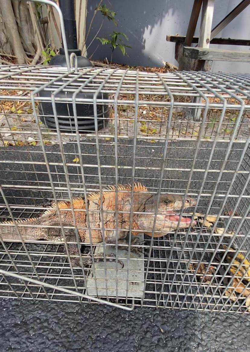 Safe & Humane Iguana Removal Safe & Humane Iguana Removal