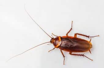 American cockroach american-cockroach