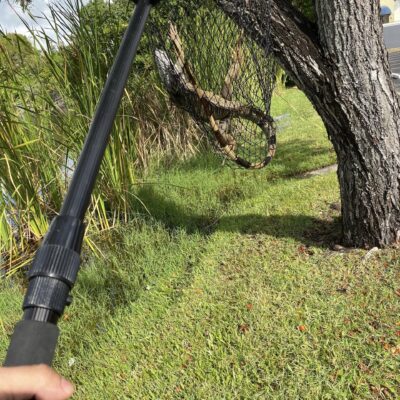 Iguana Removal