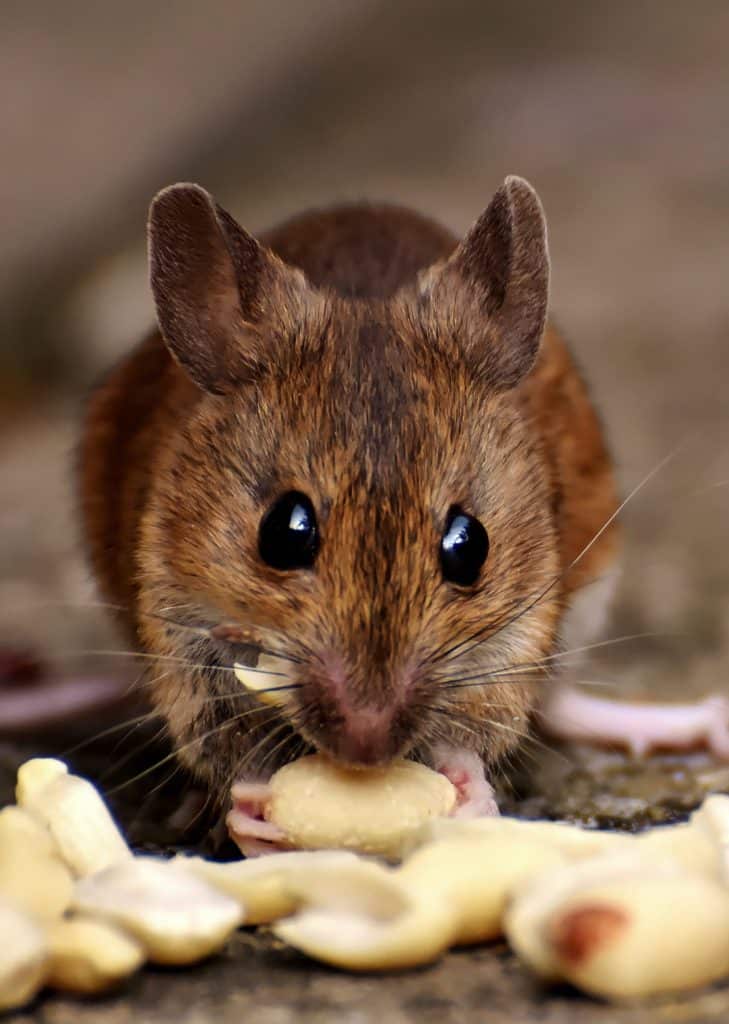 Rodent Pest Control