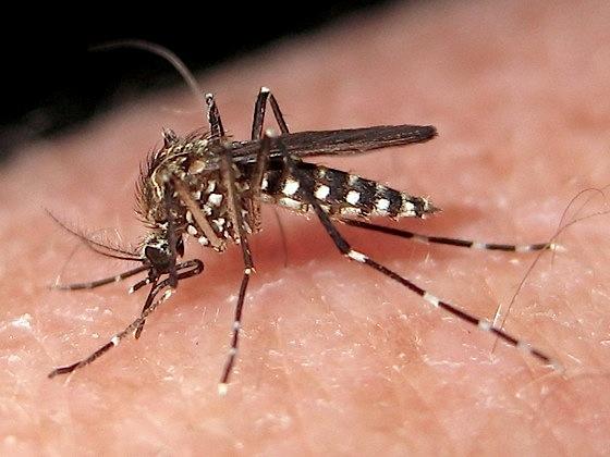 MOSQUITO