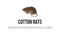 cotton rat treatment in South Florida Cotton Rat