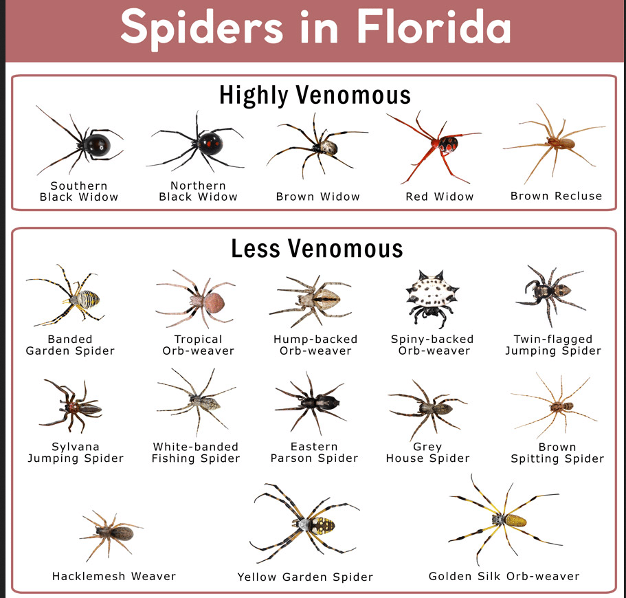 spider guide