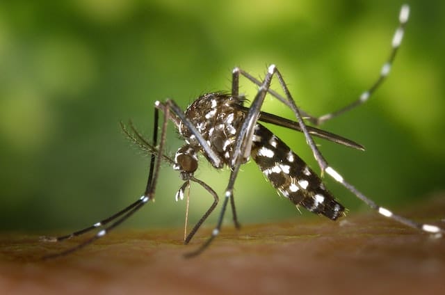 Pest Control mosquitoes