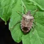 How To Get Rid of Stink Bugs