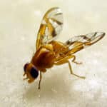 How To Get Rid of Fruit Flies