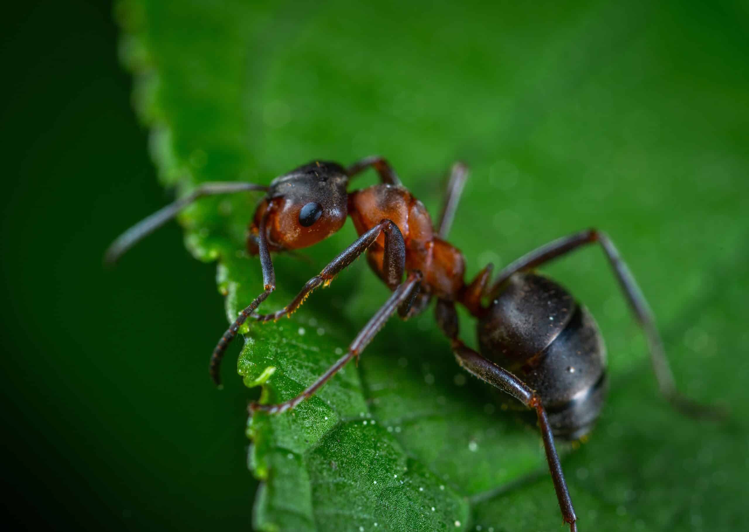 Carpenter Ant Facts