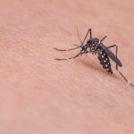 Best Mosquito Repellent