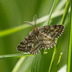 What You Need to Know About Clothes Moths