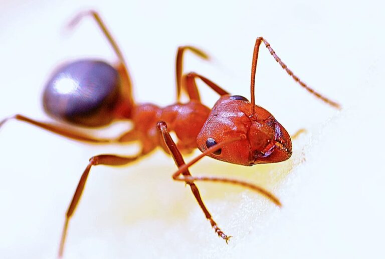 bigheaded ants