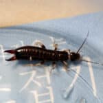What Are Earwigs?