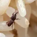 Keeping Pantry Pests Away
