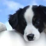 Pet-Friendly Pest Control South Florida