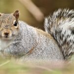 How To Get Rid of Rodents Under Your Home