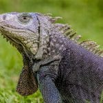 Professional Iguana Removal in Florida: Key Facts