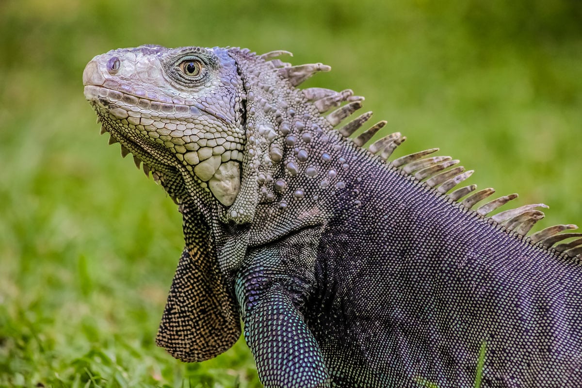 Iguana Removal in Florida