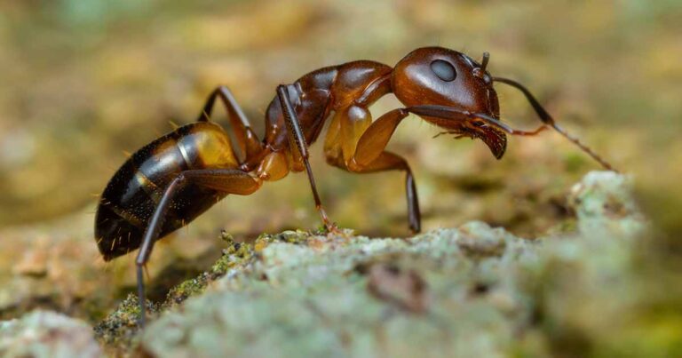 Argentine Ants