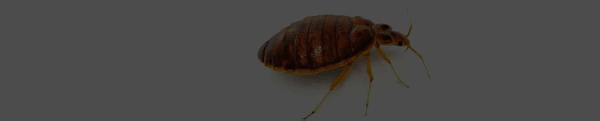 Banner Bedbug Treatments