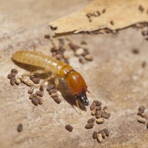 Drywood Termite