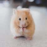 Common Signs of Mice and Rats