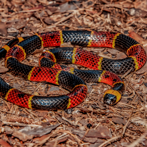Eastern Coral Snakes