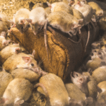 Protecting Your South Florida Home: The Importance of Rodent Control