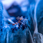 Twelve Easy Yet Effective Ant Control Tips for South Florida Property Owners!