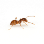 Rasberry Crazy Ants: Nature’s Unpredictable Intruders