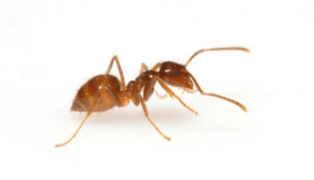 Rasberry Crazy Ants