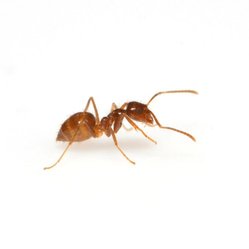Rasberry Crazy Ants