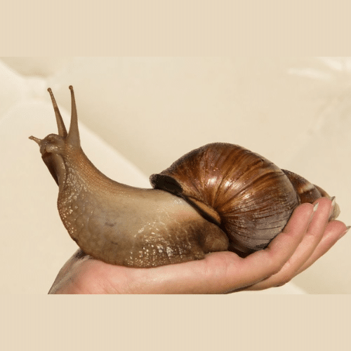 Giant African Land Snails