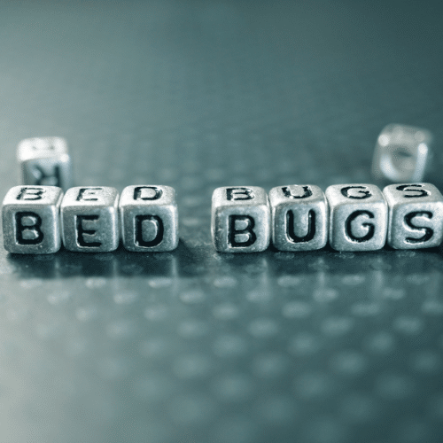 BED BUGS