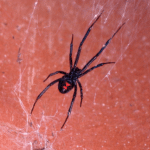 Web of Intrigue: Unraveling the Secrets of the Black Widow