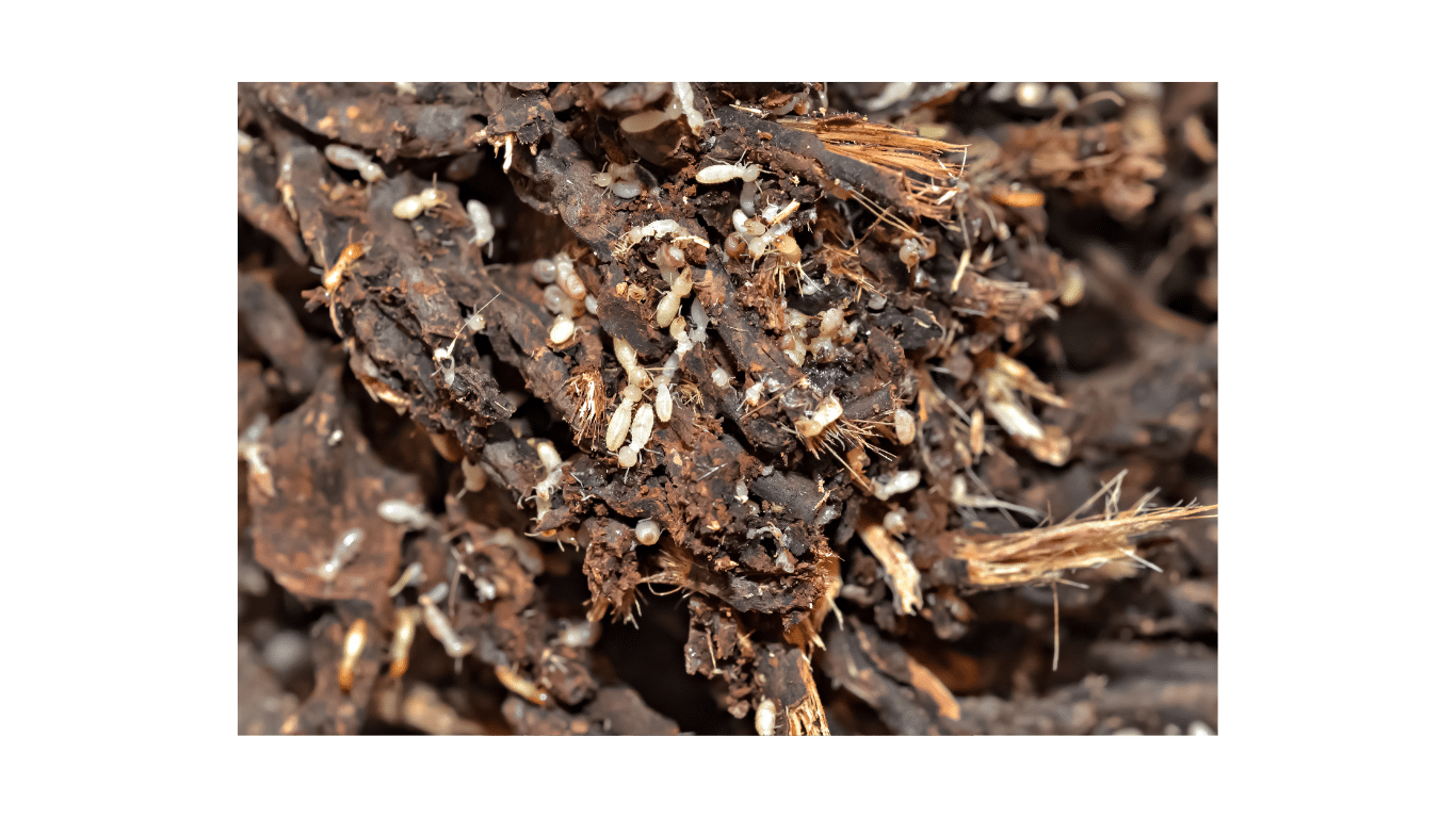 Subterranean Termite Subterranean Termite