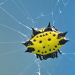 Spider Control in South Florida: Protect Your Home Now