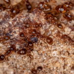 Exploring the World of Fire Ants: Nature’s Fierce Architects in South Florida