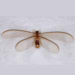 Winged vs. Wingless Termites: Decoding the Difference