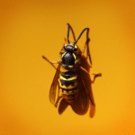 Yellow Jackets: Nature’s Buzzing Wonders