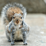 Squirrels: Nature’s Busy Residents