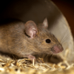 Rat Woes? Pest Busterzz to the Rescue: Unraveling the Norway Rat Conundrum in Florida