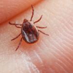 Brown Dog Ticks Unveiled: Unmasking the Tiny Menace