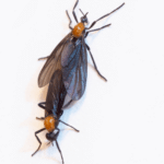 Buzzing Love: A Fascinating Journey into the World of March Flies