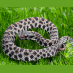 Tiny Terrors: Exploring the World of Pygmy Rattlesnakes