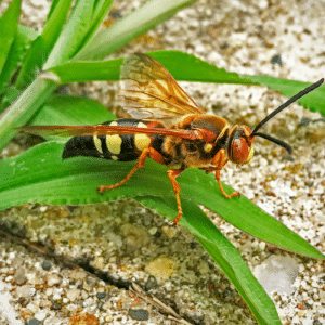 Eastern Cicada Killer Wasps