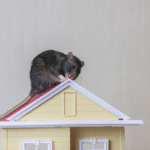 Roof Rats Unveiled: Exploring the Mysterious World