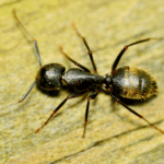 Master Builders of Nature: Exploring the World of Carpenter Ants
