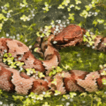 Cottonmouths: The Enigmatic Water Dwellers