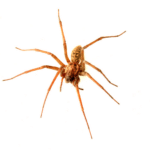 The Eight-Legged Roommates: American House Spiders