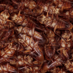 South Florida Cockroach Pest Control Experts