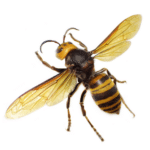 Buzz Off: The Ultimate Guide to Dealing with Hornets!